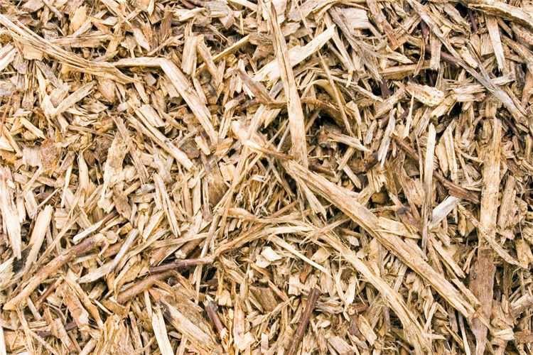 plant fiber bagasse sugarcane